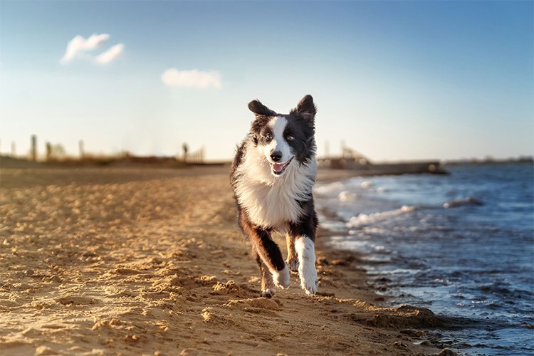 Discover the different types of pet-friendly beaches