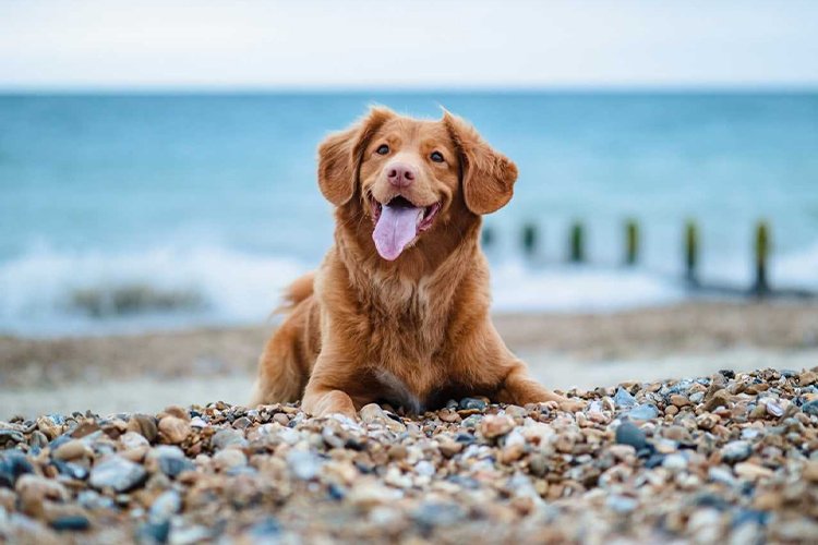 Discover the different types of pet-friendly beaches