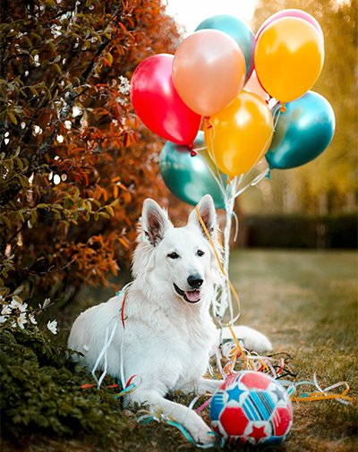 10 Ways to Celebrate Your Dog's Birthday