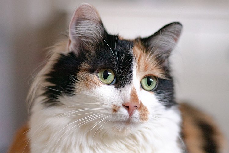 Are Calico cats always female?