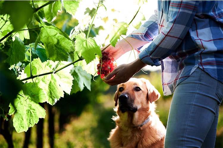 Discover pet-friendly wineries: types, locations and more