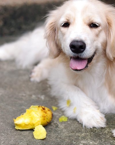 Can dogs eat mango?