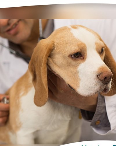 Dexamethasone for dogs