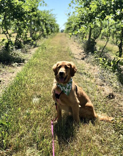 Discover pet-friendly wineries: types, locations and more