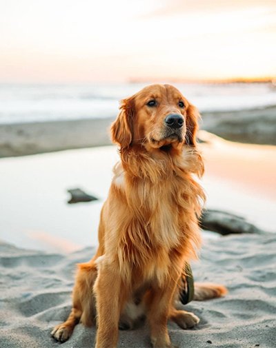 Discover the different types of pet-friendly beaches