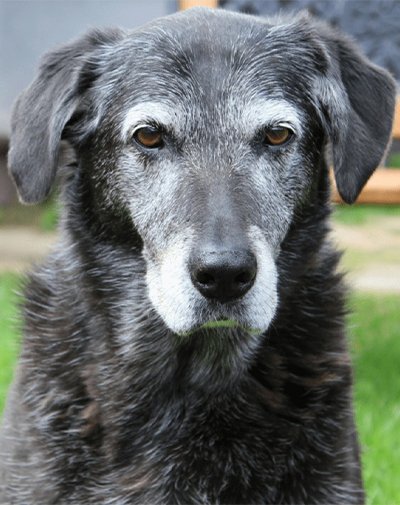 Elderly dementia in dogs