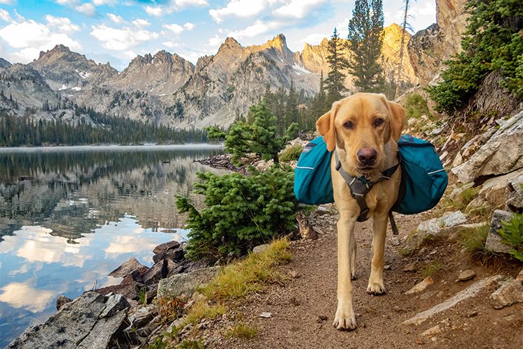 Exploring Pet-Friendly National Parks: What You Need to Know