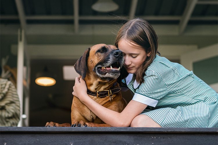 Elderly dementia in dogs