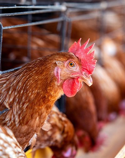 A Primer on Bird Flu: What to Know and Do