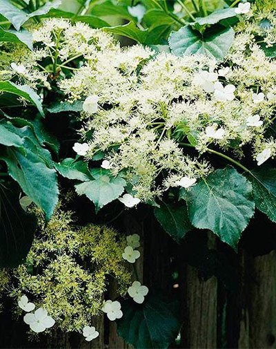 Growing and Caring for Inverted Hydrangeas