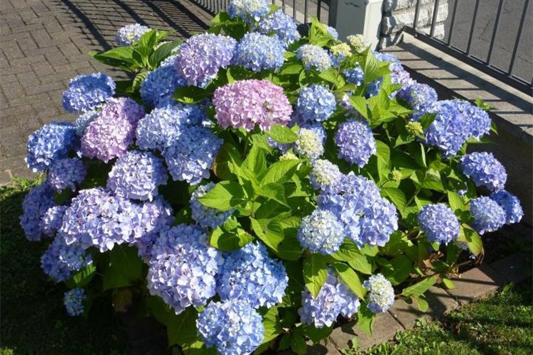 Growing and Caring for Inverted Hydrangeas