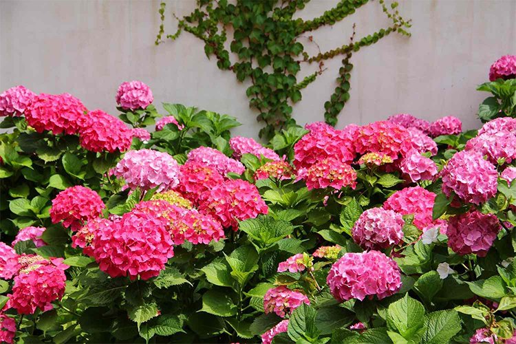 Growing and Caring for Inverted Hydrangeas